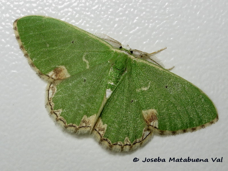 Comibaena bajularia - Geometridae